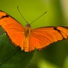 Orange butterfly