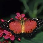 Orange Butterfly