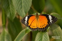 Orange Butterfly