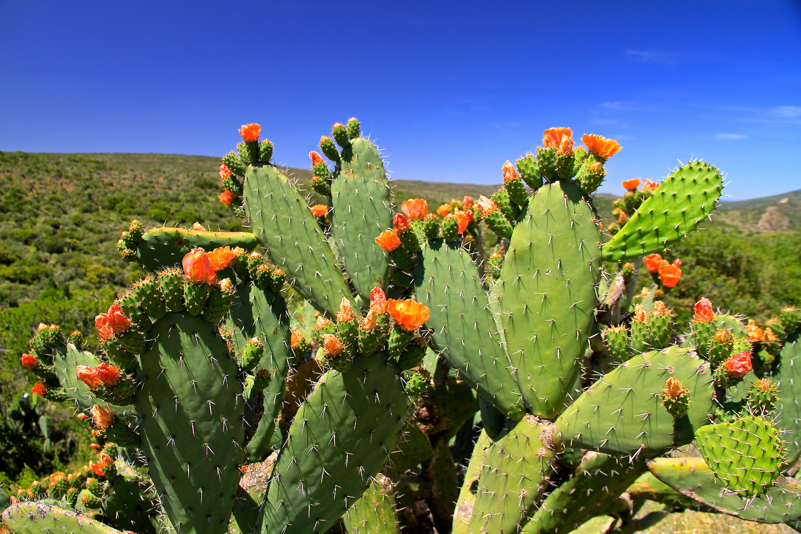 Orange Cactus