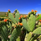 Orange Cactus