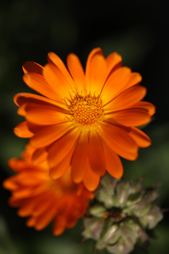 Orange Calendula Officinalis - Pot Marigold