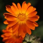 Orange Calendula Officinalis - Pot Marigold