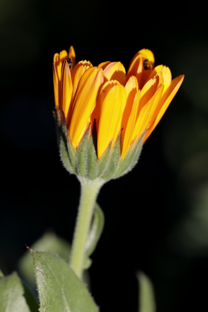 Orange Calendula officinalis with a bug