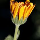 Orange Calendula officinalis with a bug