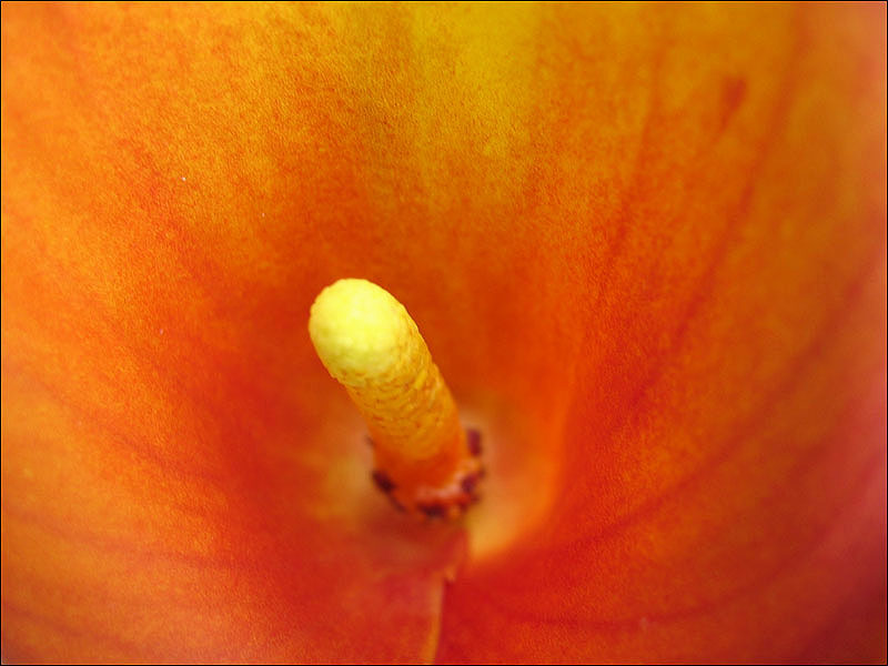 Orange Calla