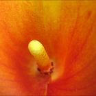 Orange Calla