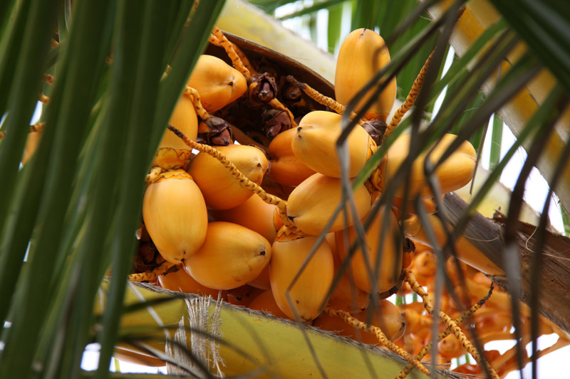 orange coconuts