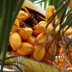 orange coconuts