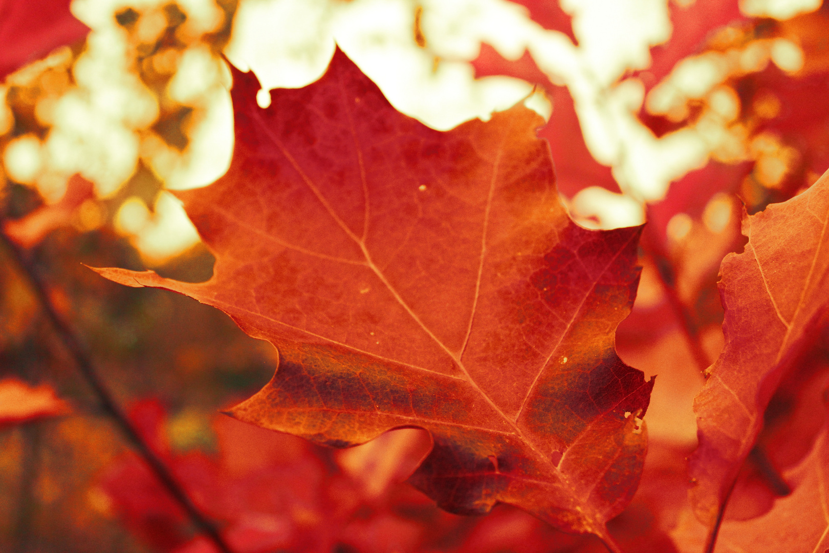 Orange Colours of Autumn