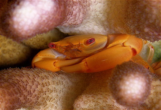 orange coral crab