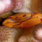 orange coral crab