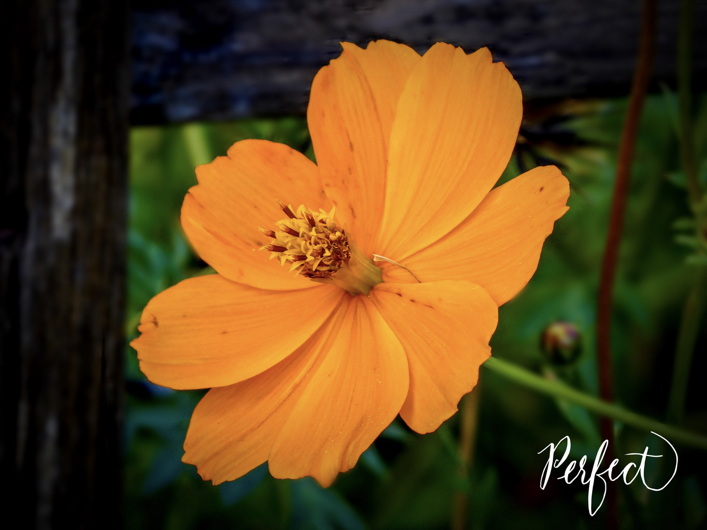 Orange Cosmos