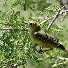 Orange-Crowned Warbler