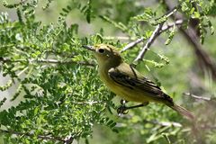 Orange-Crowned Warbler