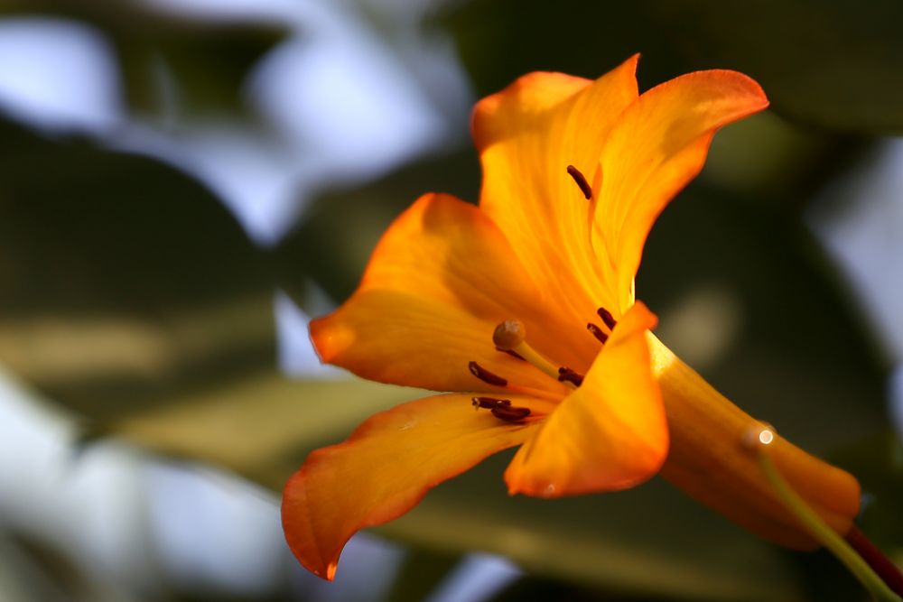 "ORANGE DAY"