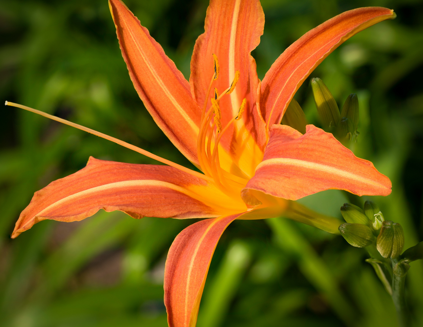 orange daylily