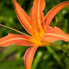 orange daylily