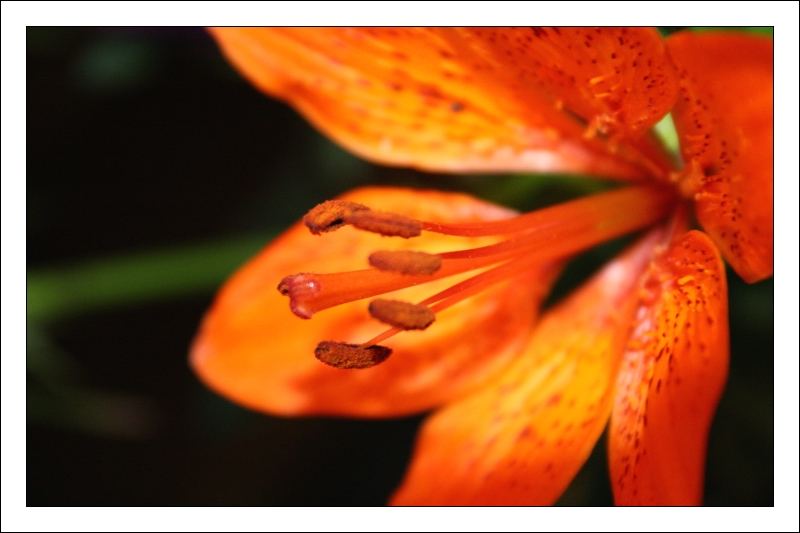 Orange - Die Lilien (Lilium)