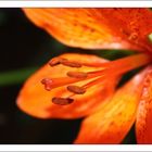 Orange - Die Lilien (Lilium)