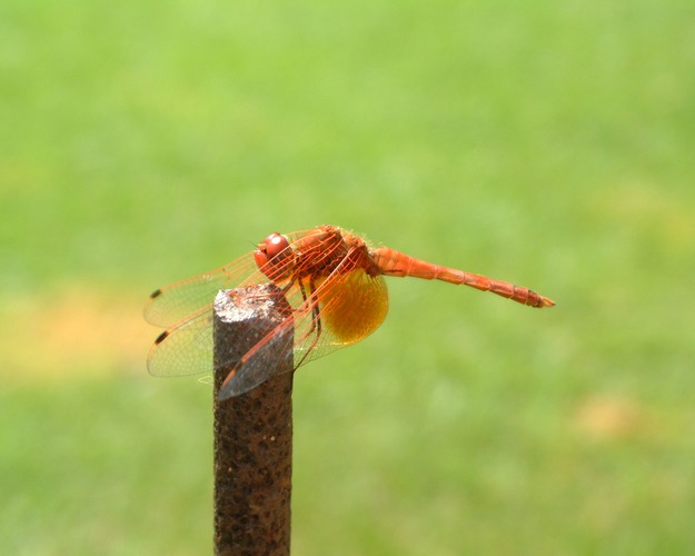 Orange Dragon Fly