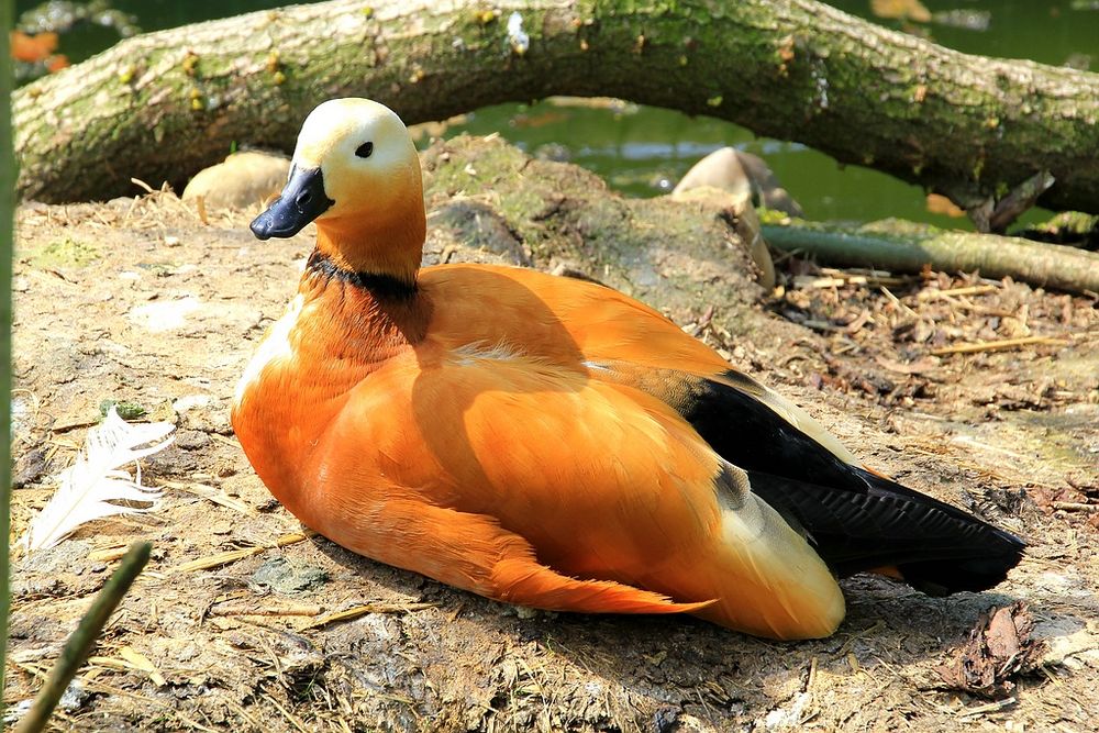 Orange Ente Foto &amp; Bild | tiere, haustiere, sonstige Bilder auf ...