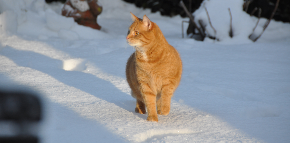 Orange-Eye ist watching you