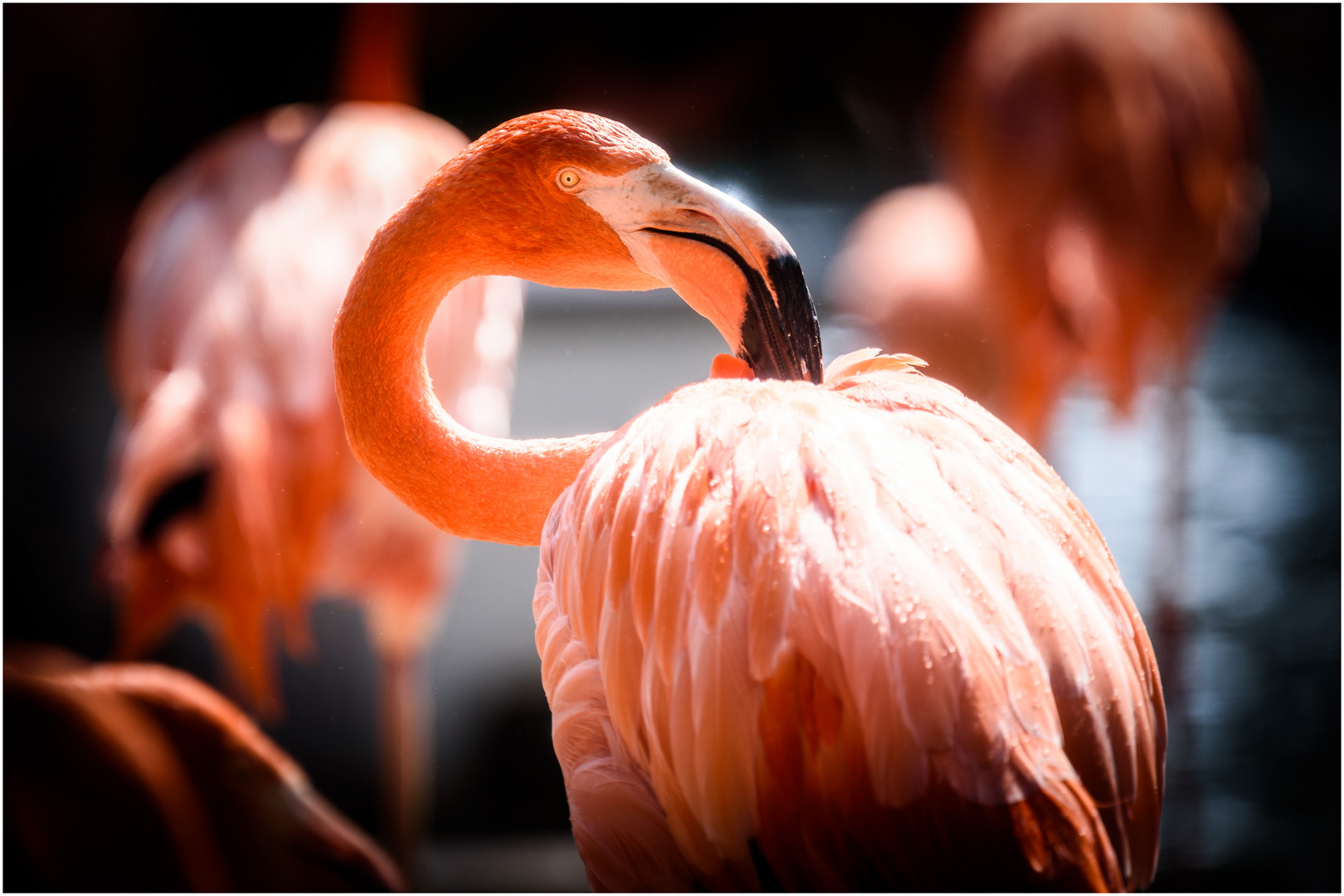 Orange face, but beautiful !     2