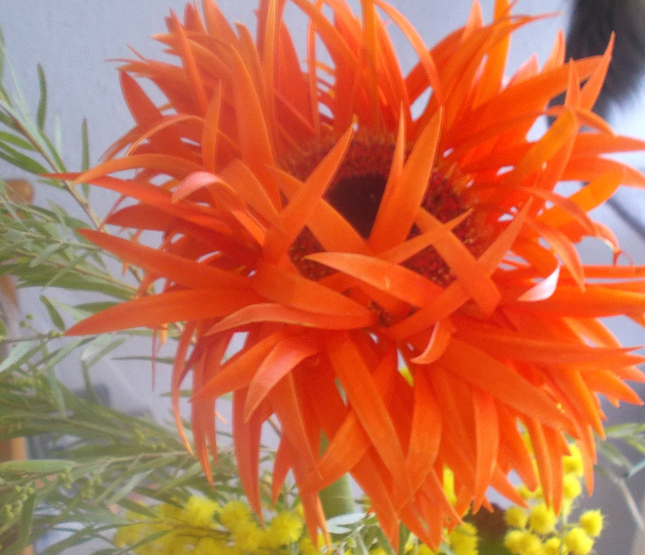 Orange-farbene, gefiederte Gerbera ´.....