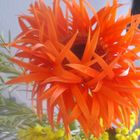 Orange-farbene, gefiederte Gerbera ´.....