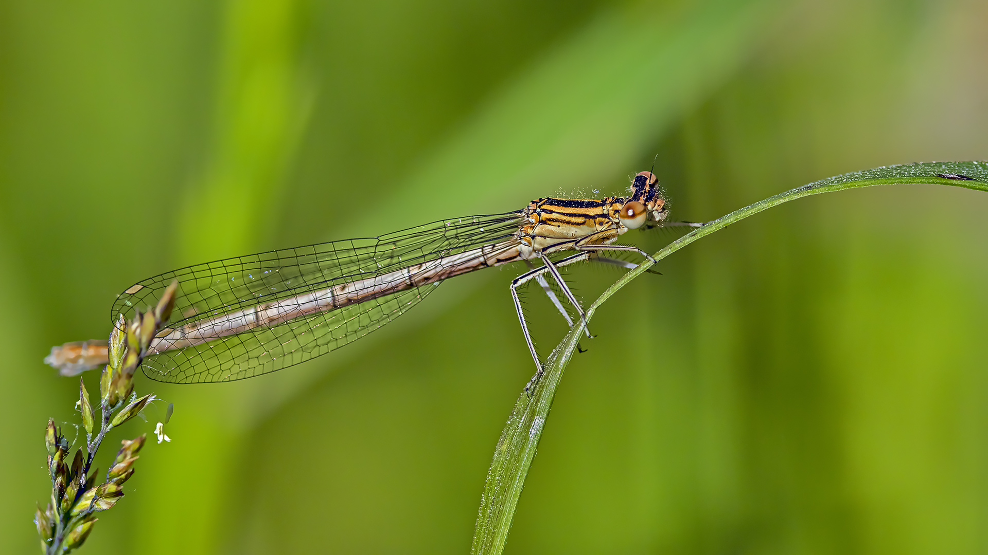 Orange Federlibelle – Platycnemis acutipennis (??)