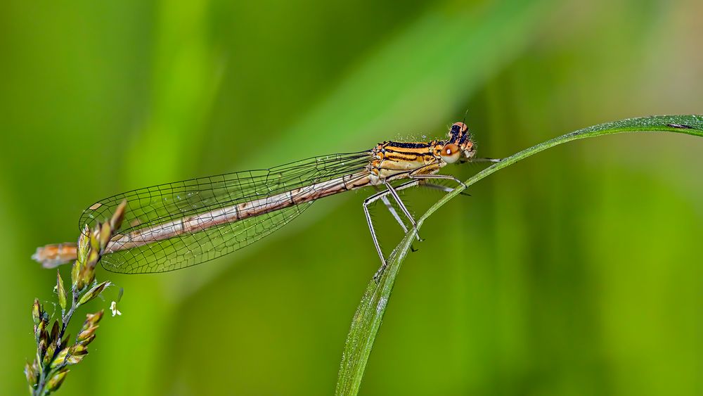 Orange Federlibelle – Platycnemis acutipennis (??)