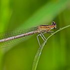 Orange Federlibelle – Platycnemis acutipennis (??)