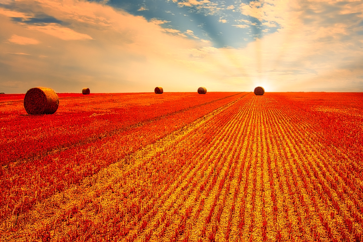 Orange Field