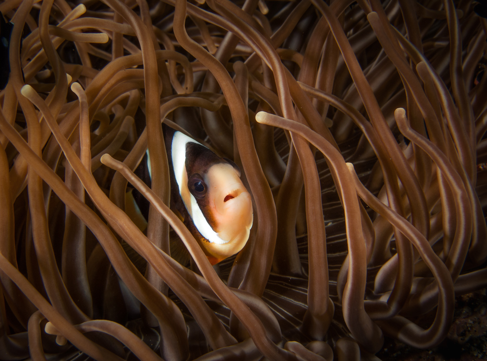 Orange-Finned Anemonefish