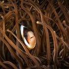 Orange-Finned Anemonefish