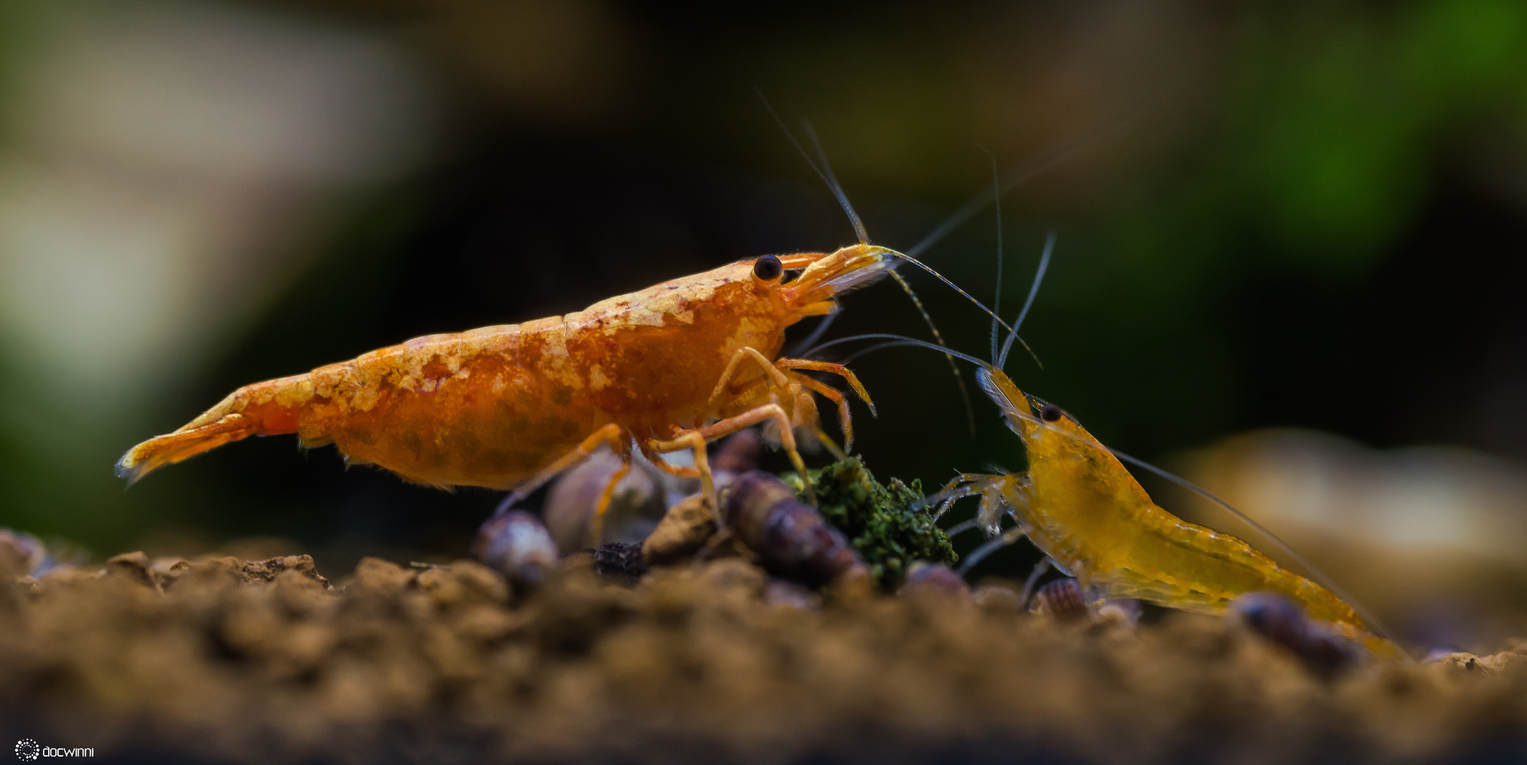 Orange Fire Neocaridina Zwerggarnelen