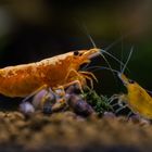 Orange Fire Neocaridina Zwerggarnelen