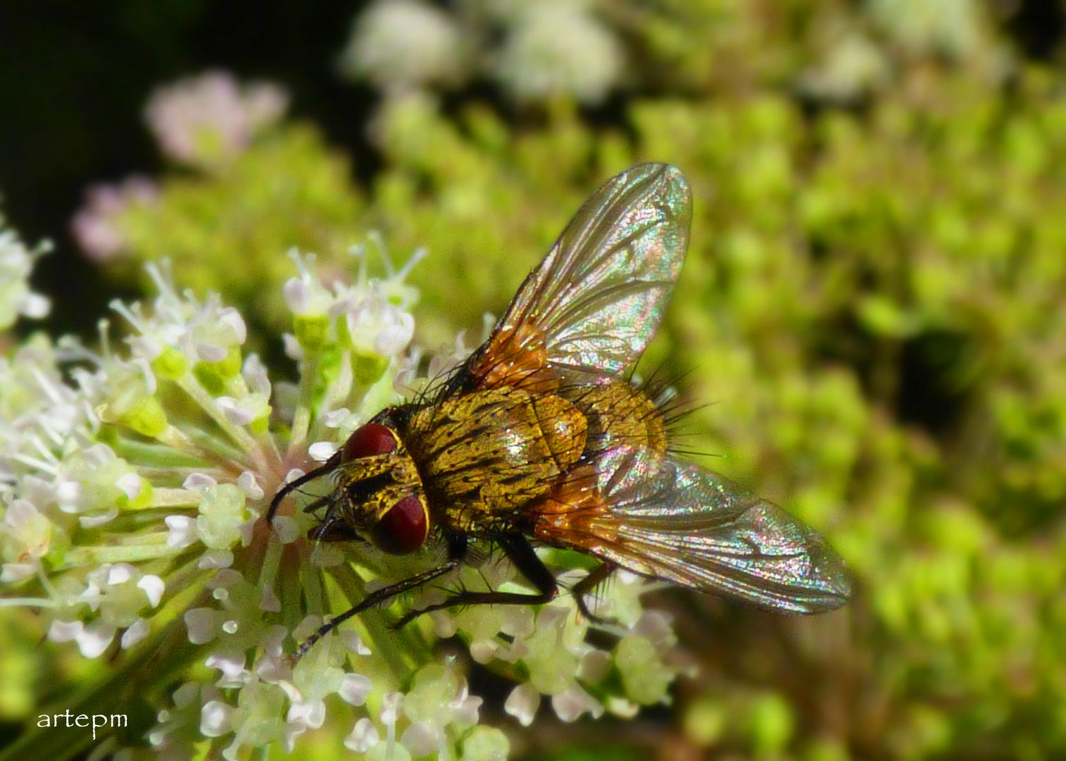 orange Fliege