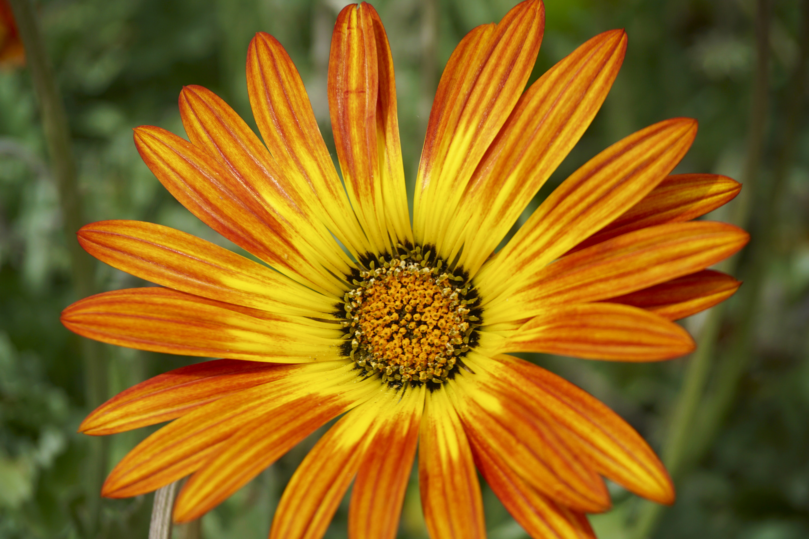 Orange Flower 