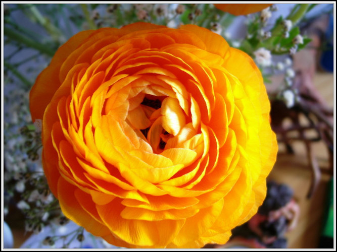 Orange flower