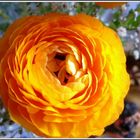 Orange flower