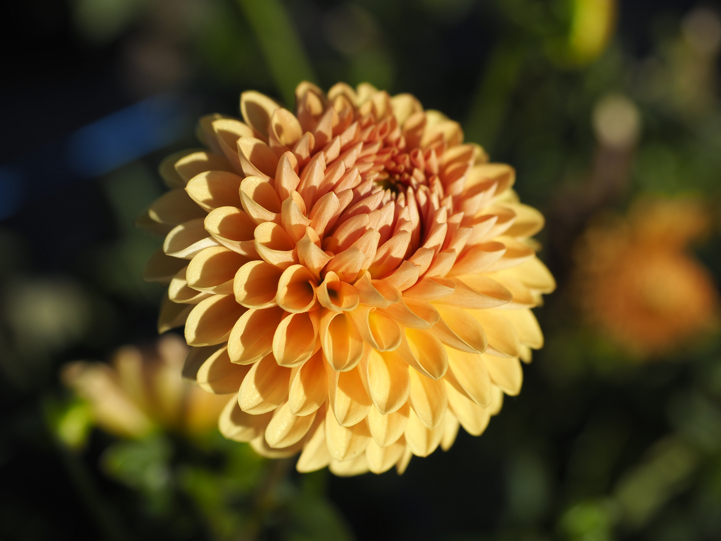 Orange Flower