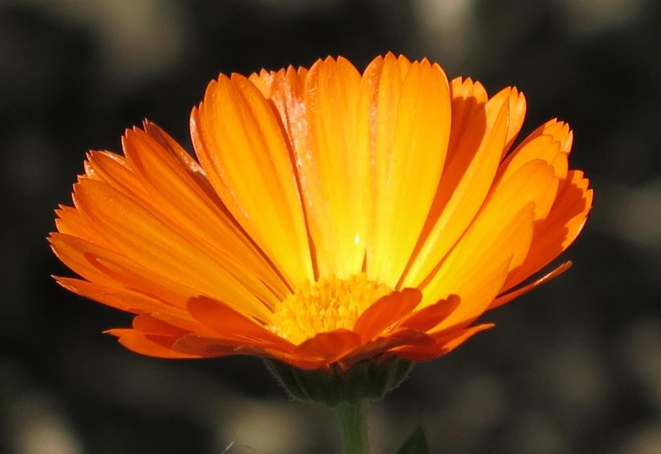 Orange flower