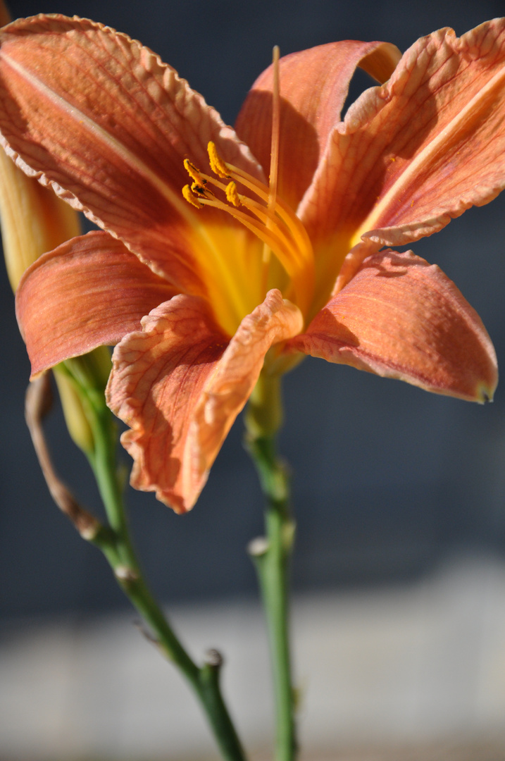 orange flower