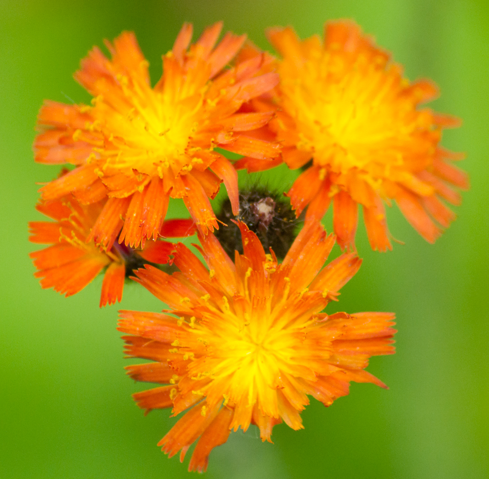 Orange Flower