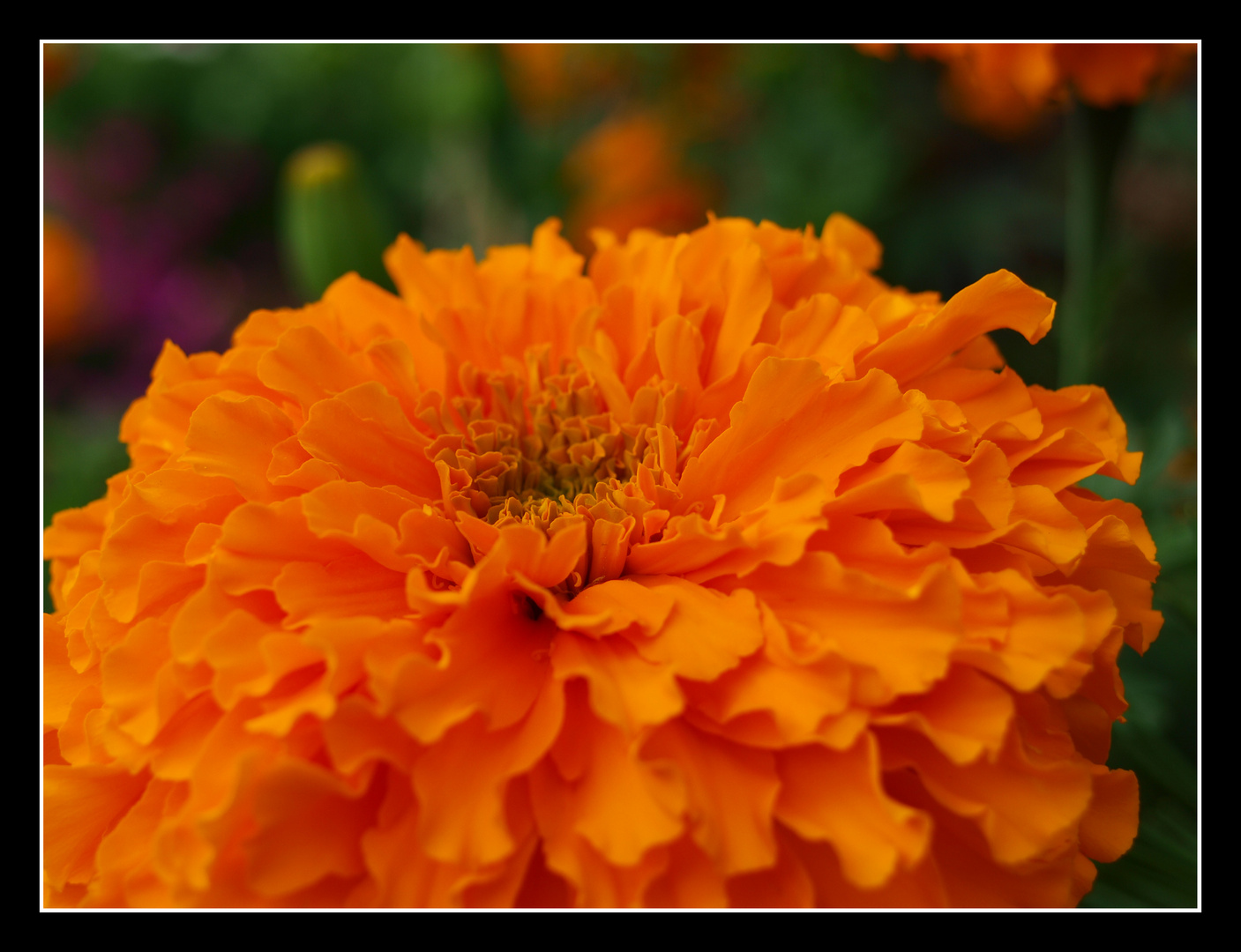 Orange Flower