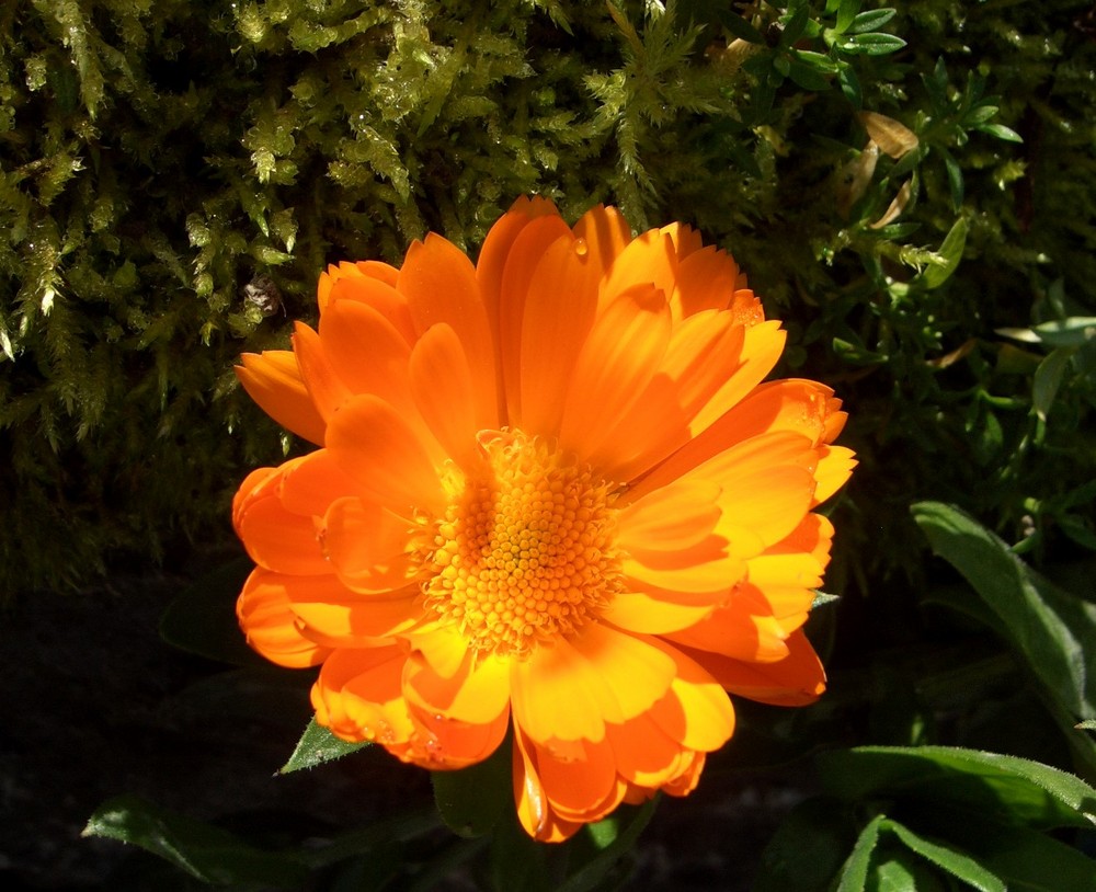 Orange Flower