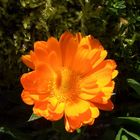 Orange Flower