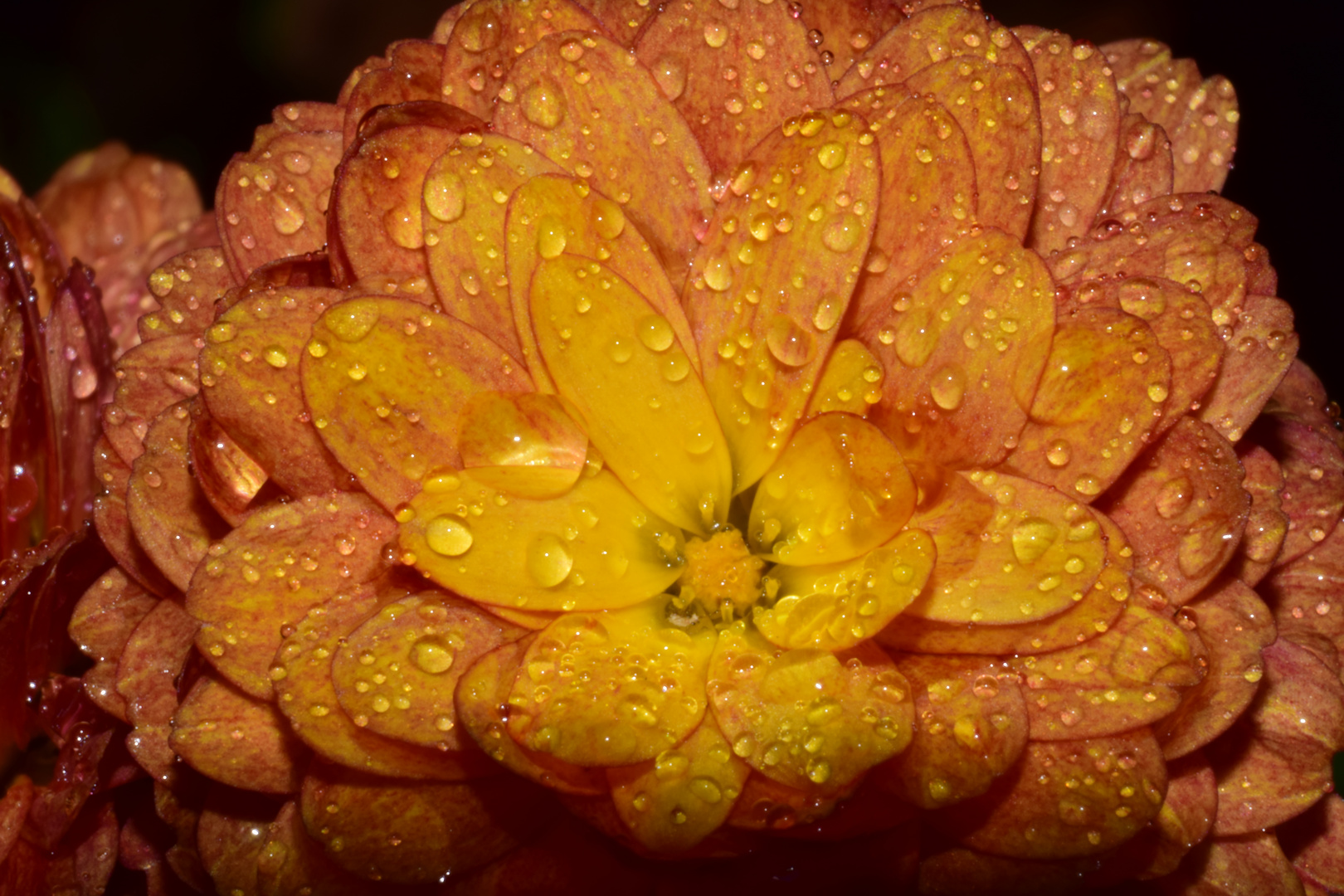 Orange Flower